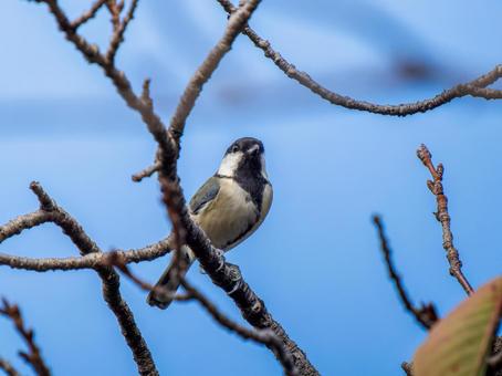 枝にとまるシジュウカラ シジュウカラ,野鳥,鳥の写真素材