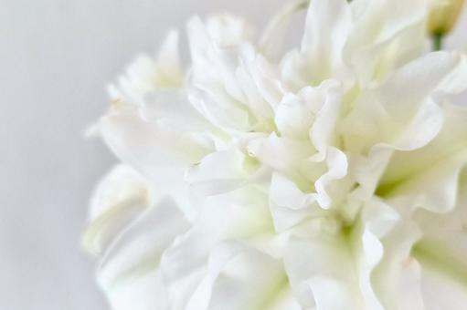 フラワー｜白ユリ｜ボウルオブビューティーの写真