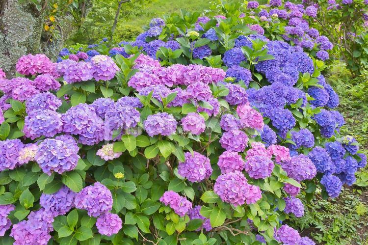 色とりどりのアジサイ 紫陽花,アジサイ,あじさいの写真素材