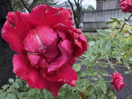 水が滴る赤い薔薇　アップ バラ,花,風景の写真素材