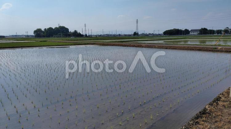 田植えが済んで#02 田植え,稲,稲作の写真素材