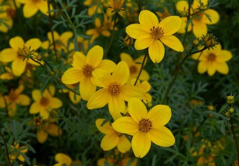 キクザキセンダングサ キクザキセンダングサ キクザキセンダングサ,菊咲栴檀草,ウインターの写真素材