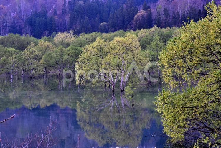 白川湖の水没林 水没林,白川湖,風景の写真素材