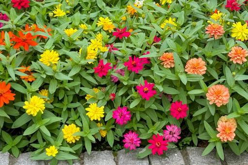 色とりどりの花が咲くカラフルで美しい花壇 色とりどりの花が咲くカラフルで美しい花壇 ジニア,百日草,花の写真素材