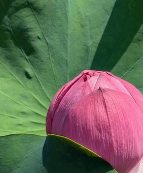 ハス ハスの写真