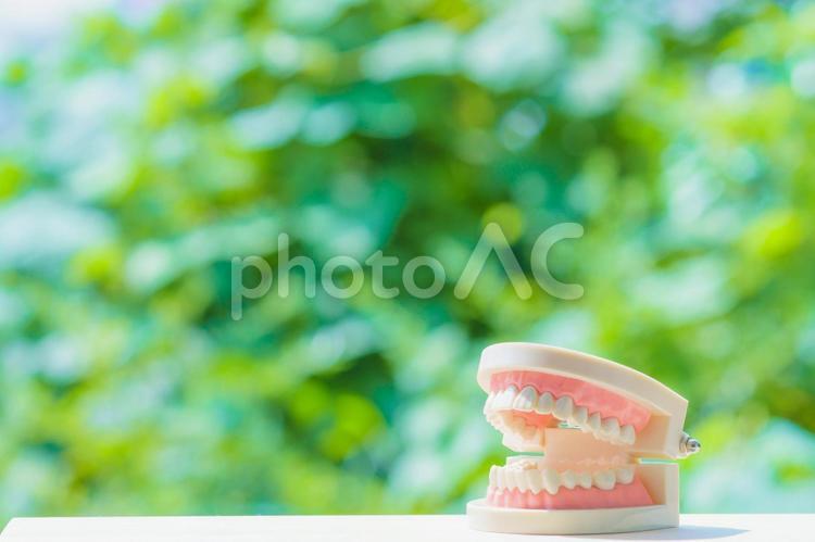 歯の模型 歯,歯の模型,はがねの写真素材