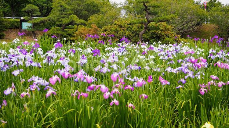 初夏のつつじヶ丘公園・花菖蒲園（館林市） 初夏,花菖蒲園,館林市の写真素材