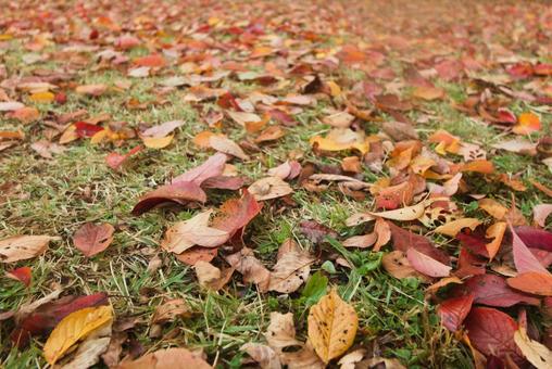 Fallen leaves, autumn leaves, grass and dry leaves,, JPG Fallen leaves, autumn leaves, grass and dry leaves,, autumn, autumn leaves, fallen leaves, JPG