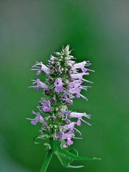 繊細な花をつけるカワミドリ 繊細な花をつけるカワミドリ カワミドリ,花,河碧の写真素材