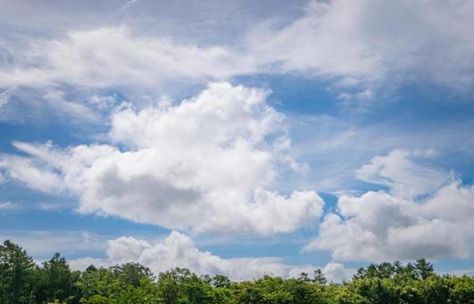 夏の青空と森の梢 夏の青空と森の梢の写真