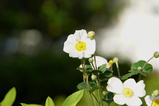 シュウメイギク シュウメイギク,花,蕊の写真素材