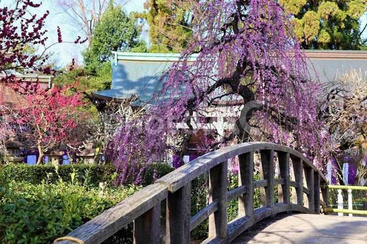 ３月中旬の京都北野天満宮の梅の花 背景,梅の花,梅の写真素材