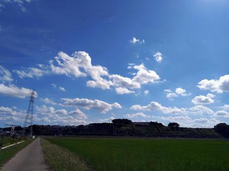 広場の空01 広場の空01 佐倉ふるさと広場,木々,青空の写真素材