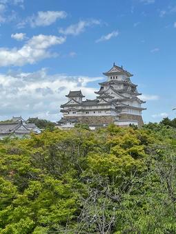 木々に囲まれた天守閣(姫路城) 木々に囲まれた天守閣(姫路城) 城,木,森の写真素材