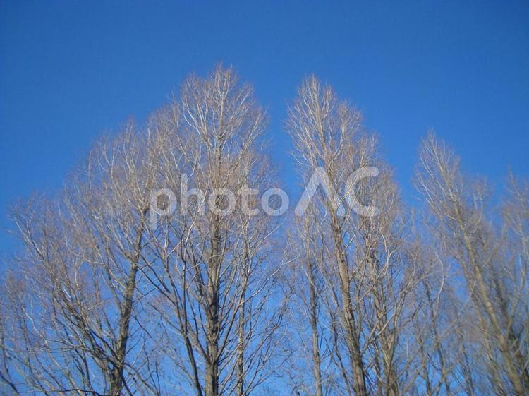 冬の並木 晴れ,空,ブルースカイの写真素材