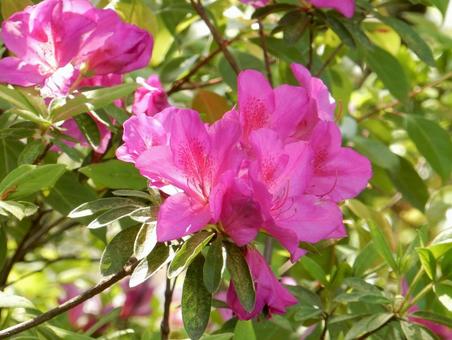[Flower photo] Azalea flowers, JPG