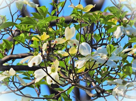 木々と白い花 木々と白い花 晴れ,風景,自然の写真素材