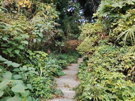 道をふさぐ植物 自然,植物,植栽の写真素材
