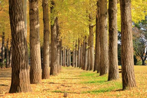 つくば市の科学万博記念公園の銀杏並木 科学万博記念公園,銀杏並木,イチョウの写真素材
