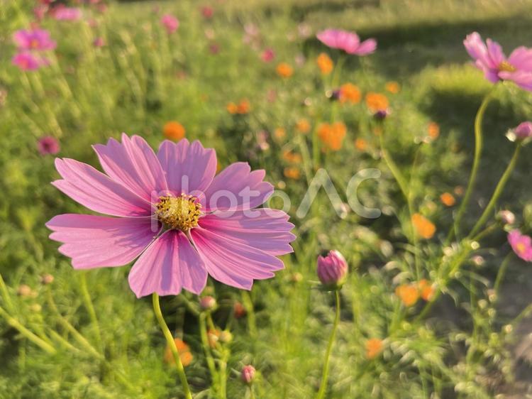 夕暮れのコスモスのアップ コスモス,秋桜,ピンクの写真素材