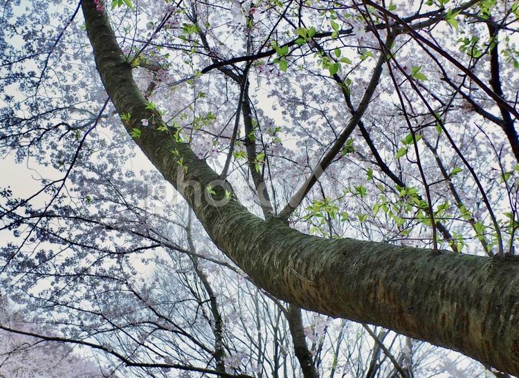 桜の木の枝のクローズアップ 桜,木,満開の写真素材