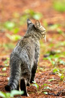 野良猫の後ろ姿の写真