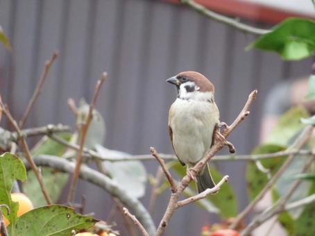 すずめ スズメ,すずめ,雀の写真素材