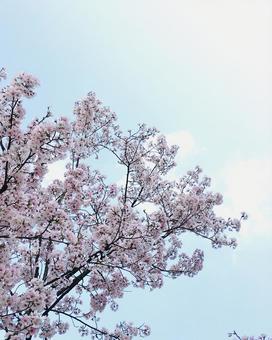 春の桜 春の桜の写真