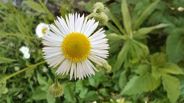野に咲く花 野に咲く花の写真