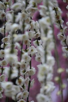 Photo, ume, flower, spring, 