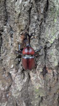 カブトムシ カブトムシの写真