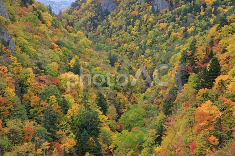 豊平峡・深い谷の紅葉(曇り空) 秋,紅葉,豊平峡の写真素材