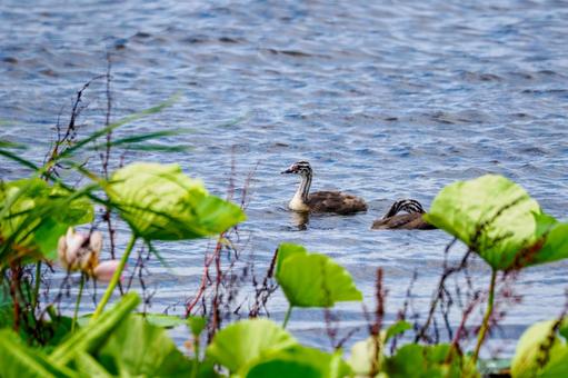 Photo, bird, great crested grebe, young bird, 