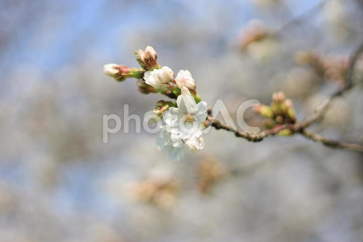 花見客で賑わう桜並木の桜の近接写真_04 桜,ソメイヨシノ,満開の写真素材
