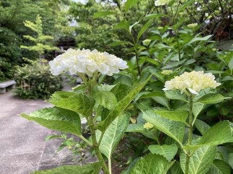 Hydrangea (white) 2, JPG