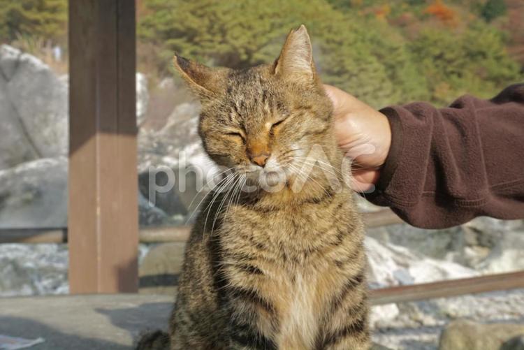 撫でられる野良猫 猫,野良猫,地域猫の写真素材