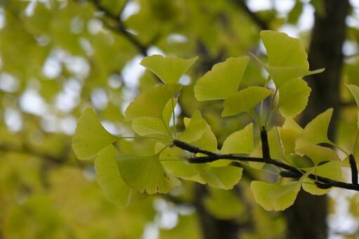銀杏 銀杏,秋,自然の写真素材