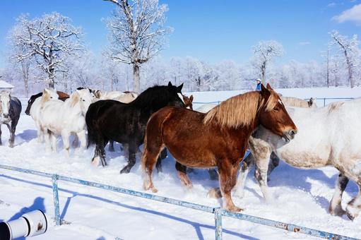 冬に走る馬の群れ 冬に走る馬の群れ 馬,冬,馬追いの写真素材