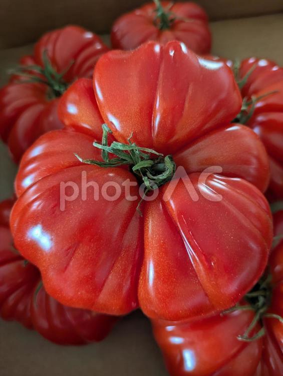 赤いトマトたち 赤い,トマト,フルーツの写真素材