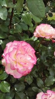 薔薇 薔薇の写真