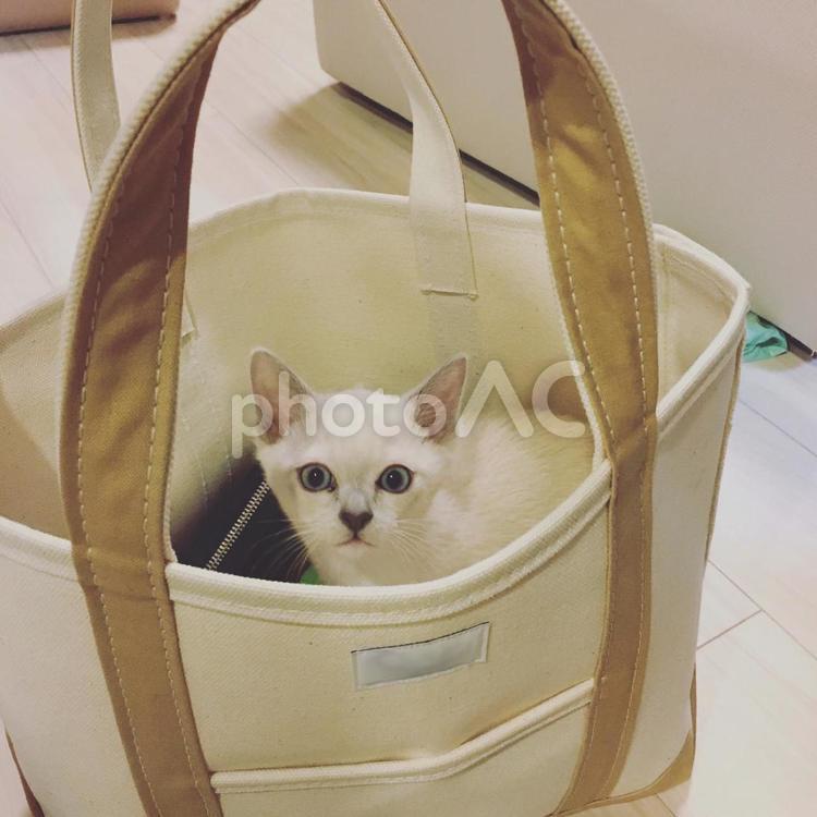 袋の中の猫 トンキニーズ,バック,ペットの写真素材