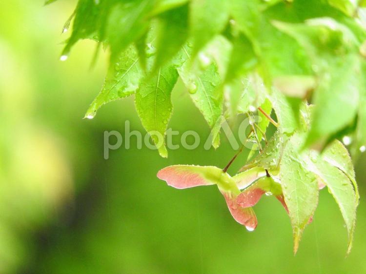 雨の日のもみじの種 樹木,もみじ,植物の写真素材