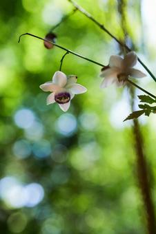 夏の花レンゲショウマ 夏の花レンゲショウマの写真