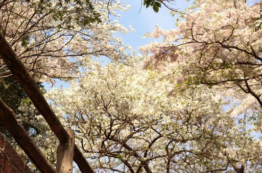 桜 桜の写真
