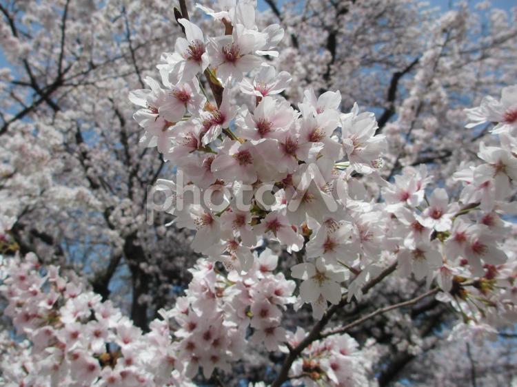 晴れの日の桜 桜,さくら,サクラの写真素材