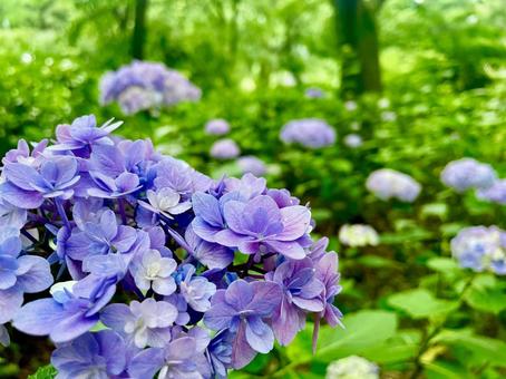 紫陽花 紫陽花 紫陽花,紫,梅雨の写真素材