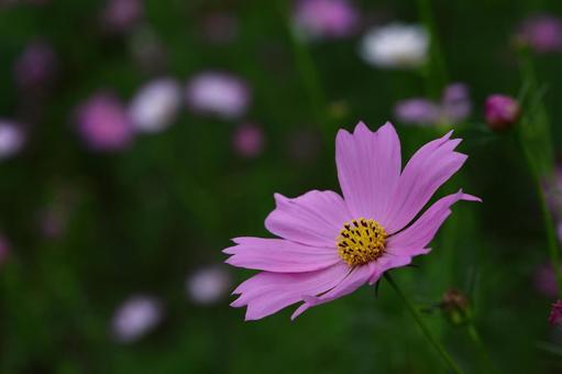 秋風に揺れて咲く コスモス,秋桜,花の写真素材