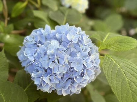Photo, hydrangea, blue, pale, 