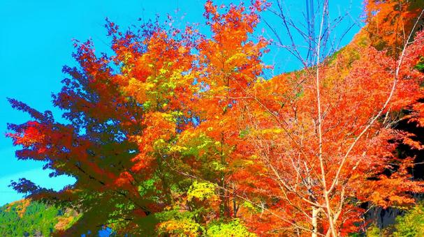 紅葉 紅葉の写真