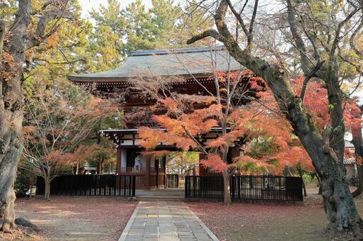 松戸市の紅葉が美しい東漸寺山門(仁王門) 東漸寺,東漸寺仁王門,東漸寺山門の写真素材